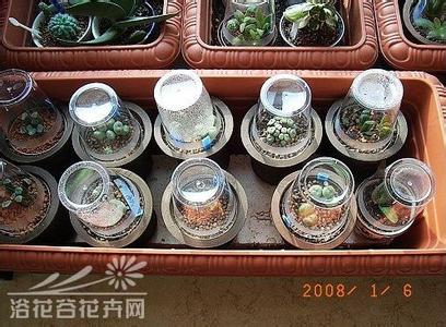 多肉植物玉露闷养日记 谈谈多肉植物的种植技巧之闷养