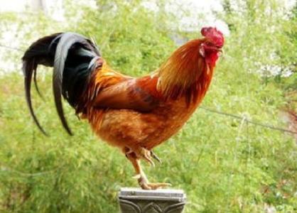 金鸡独立 养生 “金鸡独立”！老中医教你奇特的养生法！