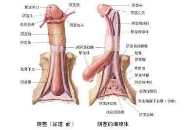 男性补肾药品 男性如何药补才不伤身