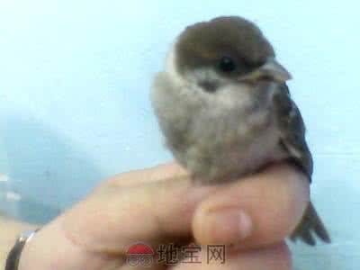 漂亮的手机套钩编详解 一只小鸟----钩编详解