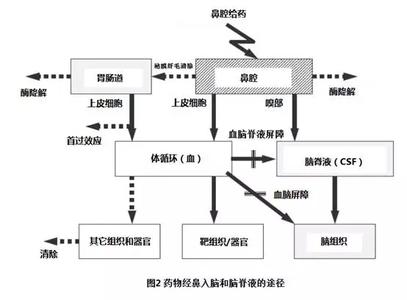 超声波血脑屏障 可植入超声装置助化疗药物通过血脑屏障到达肿瘤