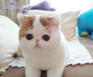 可爱喵星人卖萌图片 2016新的一年，喵星人就是要将卖萌进行到底！