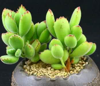 熊童子花语和寓意 熊童子的花语