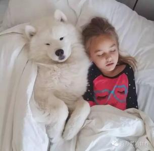 微笑天使萨摩耶 治愈系帅锅，又白又萌的微笑天使萨摩耶！