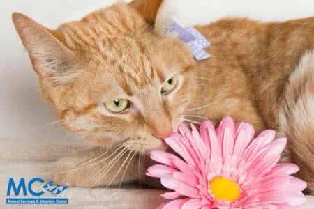 猫咪对主人的表达方式 爱猫过世后，主人用这种方式纪念它，太让人震撼了...