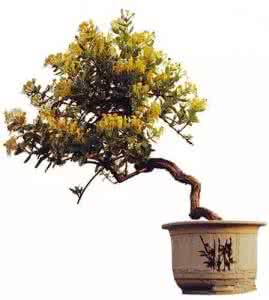 盆栽金银花种植技术 金银花盆栽技术 金银花怎么盆栽养护