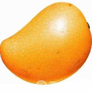 乳腺癌可以吃芒果吗 预防结肠癌 芒果可预防结肠癌及乳腺癌