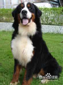 伯恩山犬两岁后怎么养 伯恩山犬怎么养