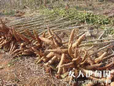 木薯 毒性 木薯有什么好处 木薯的毒性