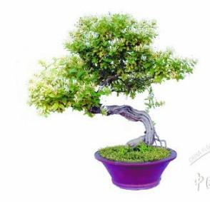 金银花盆景拿弯技巧 (转载)金银花盆景制作管护技巧