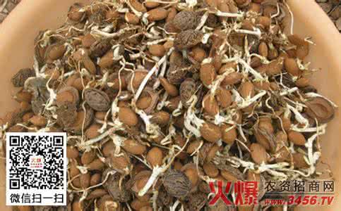 自制种子催芽箱 林木种子催芽