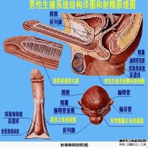 性功能障碍如何治疗好 射精功能障碍如何治疗 射精障碍的治疗