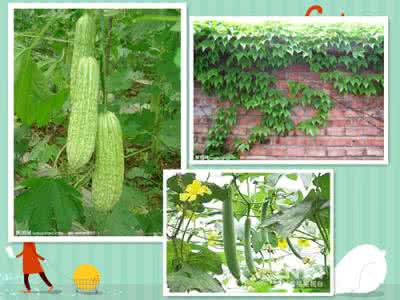 植物的弯曲运动教案 大班科学教案:植物的弯曲运动