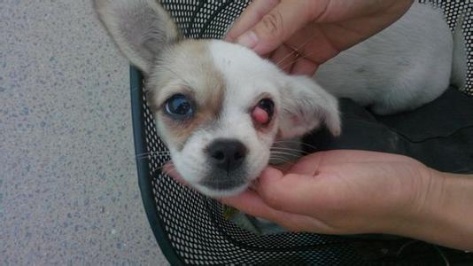 宠物狗眼病 宠物狗患上眼病的两大表现