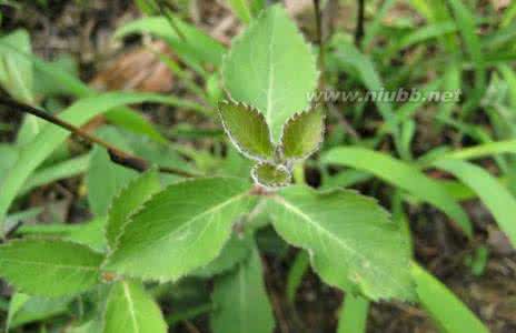 南沙参和北沙参的区别 北沙参 北沙参和南沙参的区别
