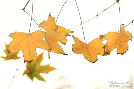 黄叶在秋风中飘落 黄叶在秋风中飘落 老树 ｜ 秋风落黄叶，亭下喝杯茶。 世事有人管，你说我忙啥。