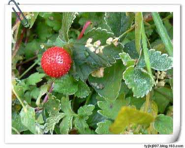 植物人知道自己活着吗 我们应该像植物那样地活着