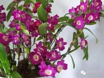 招财进宝花卉 招财进宝花卉 38款家庭必种花卉，招财进宝，大富大贵！