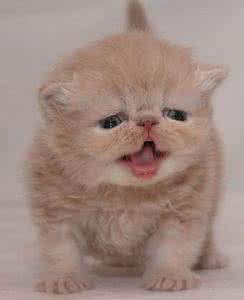 苏格兰折耳猫 苏格兰折耳猫饲养注意事项