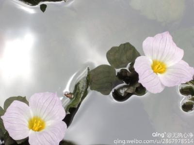 车前草治疗肝炎 有效率的 英文 车前草治疗肝炎有效率为98.8%，对化痰也有神效