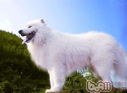 狗狗喜欢抱腿怎么制止 如何制止狗狗追人