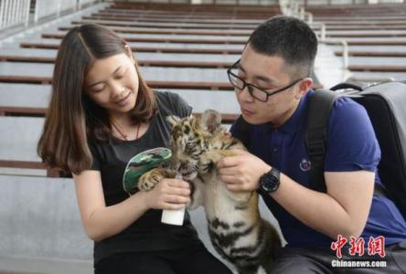 动物园老虎咬死游客 老虎扑女游客身份 iphone 游客模式让别人以游客身份用你的iPhone