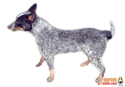 澳大利亚牧牛犬 澳洲牧牛犬 澳大利亚牧牛犬(Australian Cattle Dog)