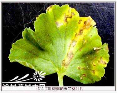 叶斑病的防治方法 花卉叶斑病的防治方法