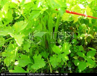 叶里藏花 藏在芹菜叶里的营养，你知道吗？