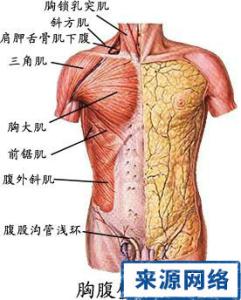 肌肉3d人体解剖图 人体肌肉组织解剖图(6)