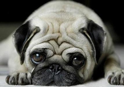 八哥犬能吃什么食物 巴哥犬不能吃什么食物