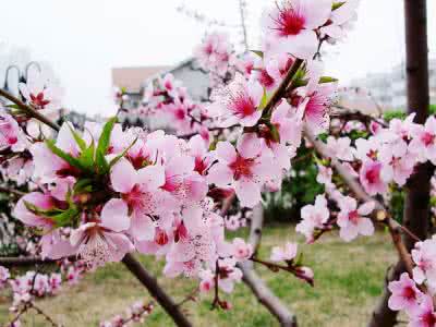 桃花的花语 桃花花语 桃花的花语