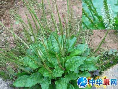 车前草的功效与作用 车前草 功效与作用 解毒