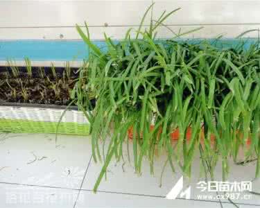 阳台怎样种韭菜 阳台韭菜怎样栽培和管理