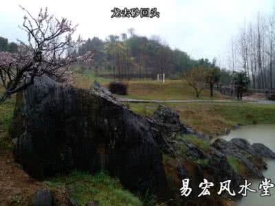 4千万元奇石龙图案 来龙叠叠秀，奇石点点贵,富贵双全