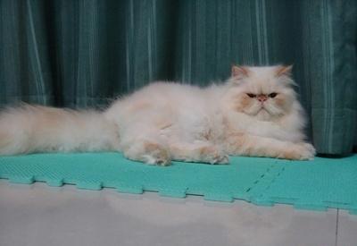 猫咪晚上不睡觉怎么办 猫咪晚上不睡觉怎么回事？