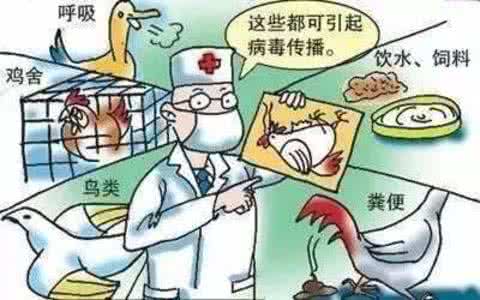 农贸市场禽流感消毒 苏州农贸市场执行“四分开” 严防禽流感病毒