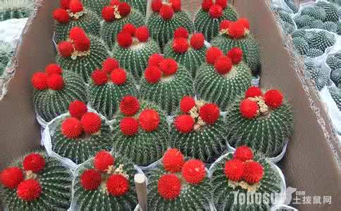 多肉植物子孙球怎么养 子孙球的养殖方法 子孙昌隆的植物 子孙球的介绍与养殖方法