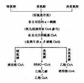 支链氨基酸副作用 支链氨基酸副作用 氨基酸的作用与功效及副作用