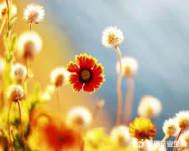 早安心语 早安心语131014：爱得起，就会发现，爱本身就是得到