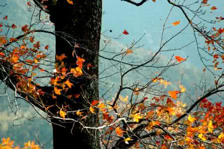 离人心上秋是什么意思 离人心上秋