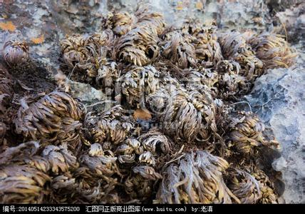 九死还魂草 九死还魂草 山里的九死还魂草，农民嚼烂敷止刀伤，还是环境指示剂