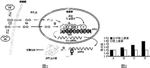 甲状腺激素偏低的危害 甲状腺激素的作用 它有哪些作用