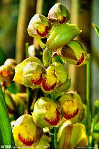 大花蕙兰的分盆图解 大花蕙兰图解