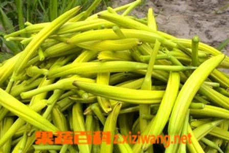黄花菜的营养价值 黄花菜的营养价值 【黄花菜的营养价值】黄花菜的营养价值是什么