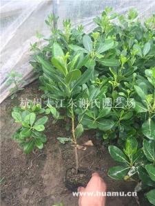 盆栽牡丹花的养殖方法 盆栽海桐怎样养殖? 海桐的养护方法介绍