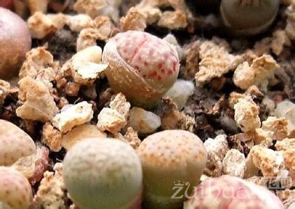 生石花脱皮时间表 生石花脱皮时间