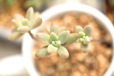 多肉植物店装修效果图 多肉植物种植 多肉植物聚合种植的缤纷效果