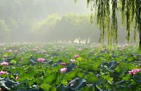 荷塘美景 荷塘美景诗词欣赏