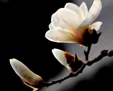 玉兰花是什么颜色 玉兰花有哪些颜色 玉兰花是什么颜色 玉兰花的颜色有哪些